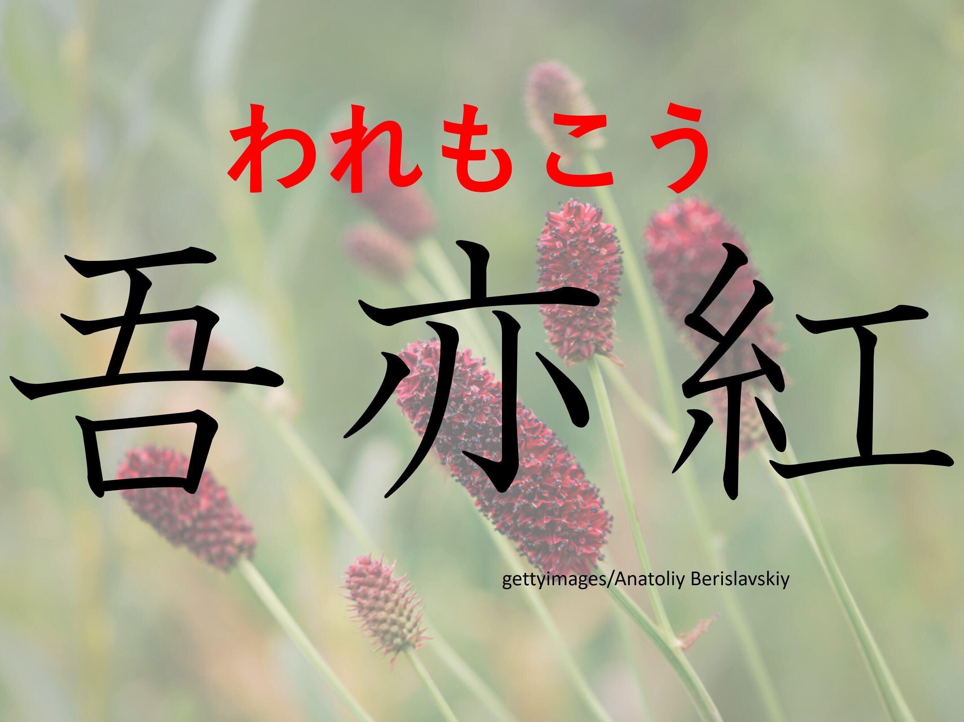 おしゃれな家では出現率高め!難読漢字クイズ「吾亦紅」はなんて読む?