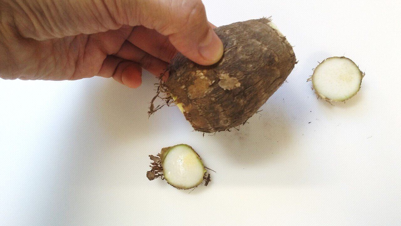 里芋の上下を切る