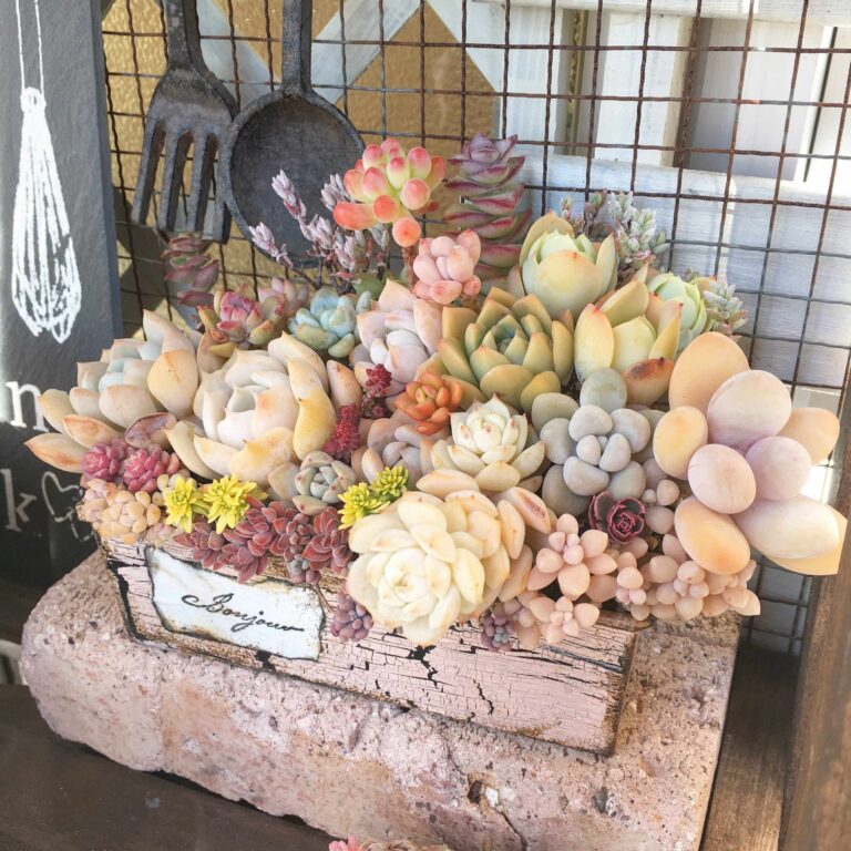 【多肉植物】忙しい方もズボラな方も！手間いらずで可愛く育つ「多肉植物」の魅力3選