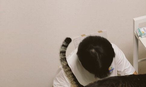 「邪魔してないよ！ 応援してるだけ」3匹の愛猫サポーターに見守られて勉強する娘さんの集中力が凄い