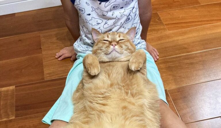 「幸せそうなニャンコ」旅行から帰宅した長男に安心して甘える姿がかわいくて癒される