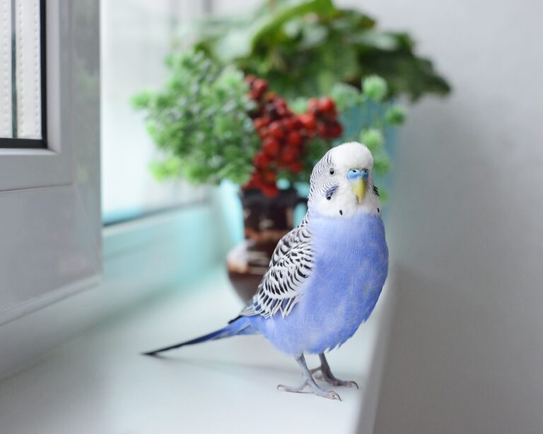 おもちゃの人形と競争して走るセキセイインコ。スローで見たくなるほど気合の入った走りがかわいすぎる