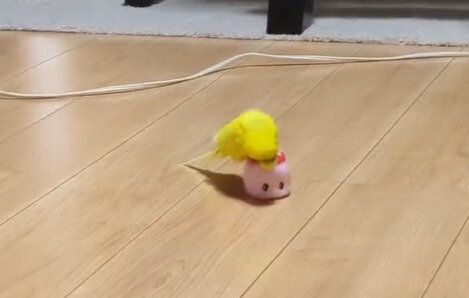 「お掃除ロボットみたい」でかわいい！ ノリノリでピンクのフエキ糊ケースを乗りこなすインコに癒される