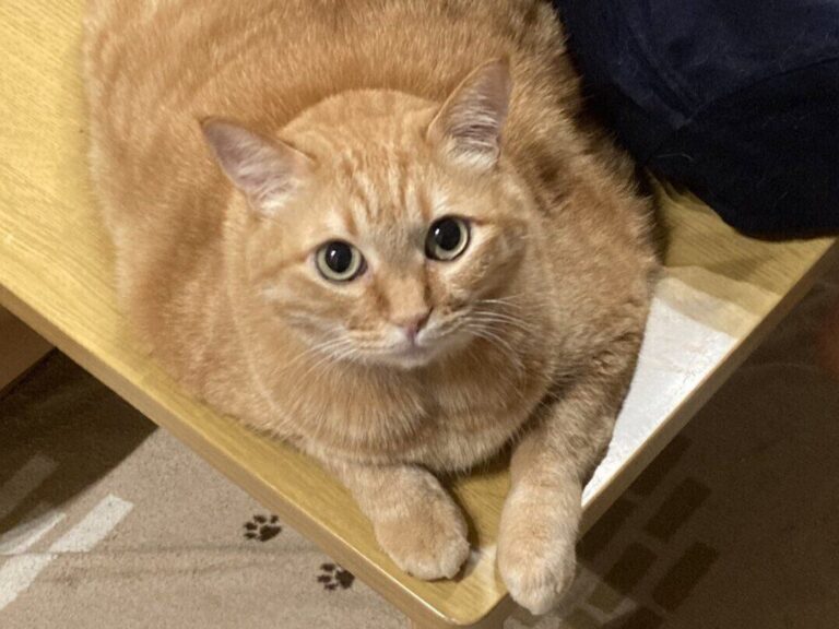 うらやましい！5歳息子の顔の下には愛猫の猫枕。モフモフを堪能できるのはお互いの信頼があるから