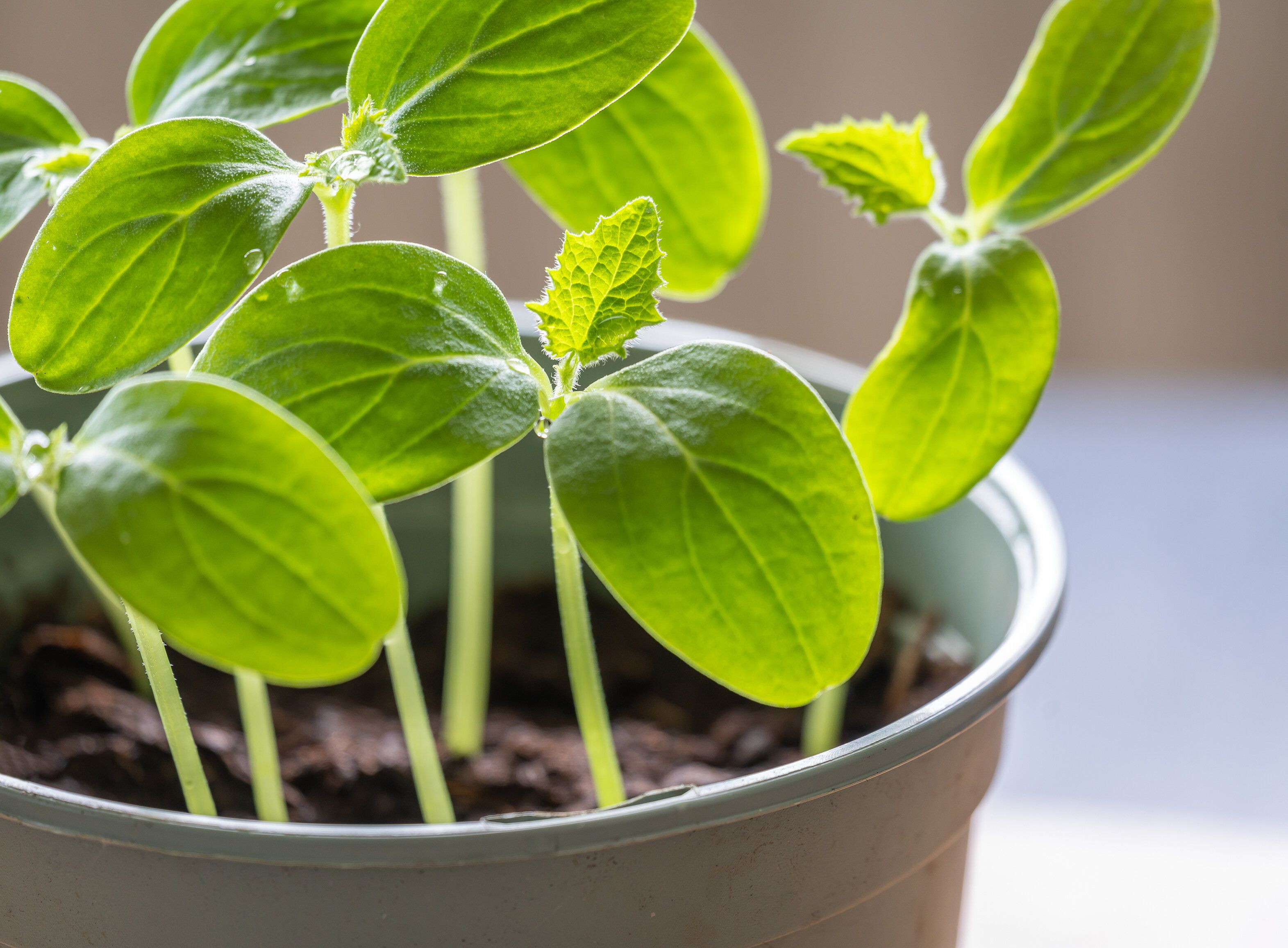 屋内で育つ鉢のキュウリの苗木、選択的な焦点