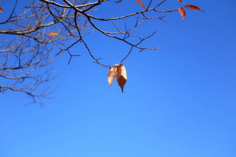 「乾燥注意報」は何に注意？意外なしくみを知って生活に役立てるワザを気象予報士が解説