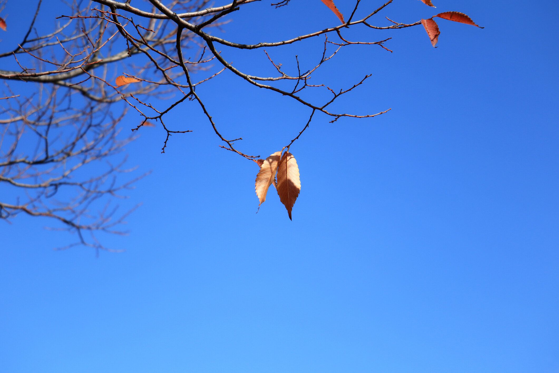 枝の先端にいくつかの枯れ葉。