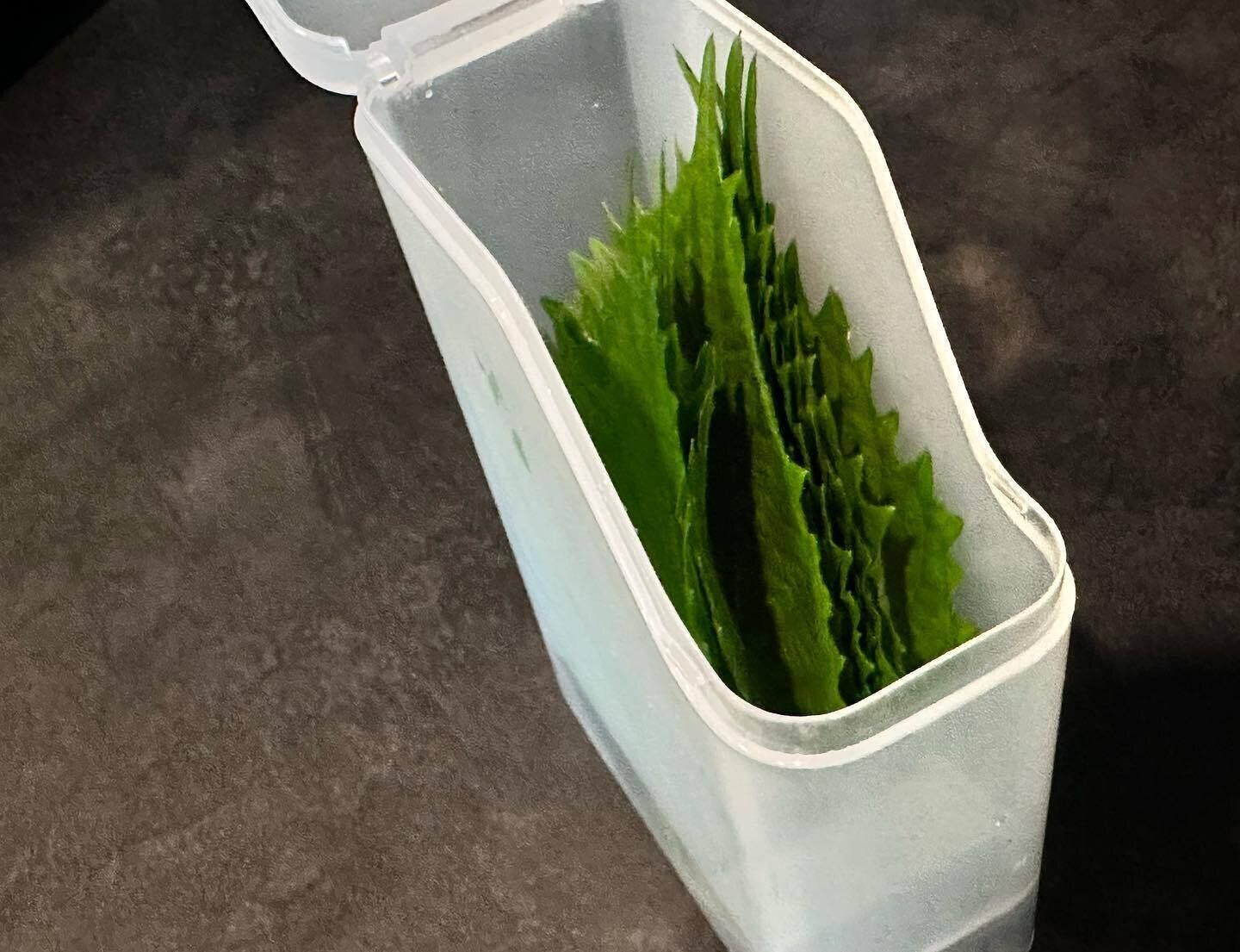 【セリア】悩んでいた大葉の保存方法が解決！「大葉保存ケース」