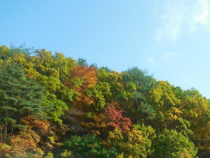 紅葉する山と空