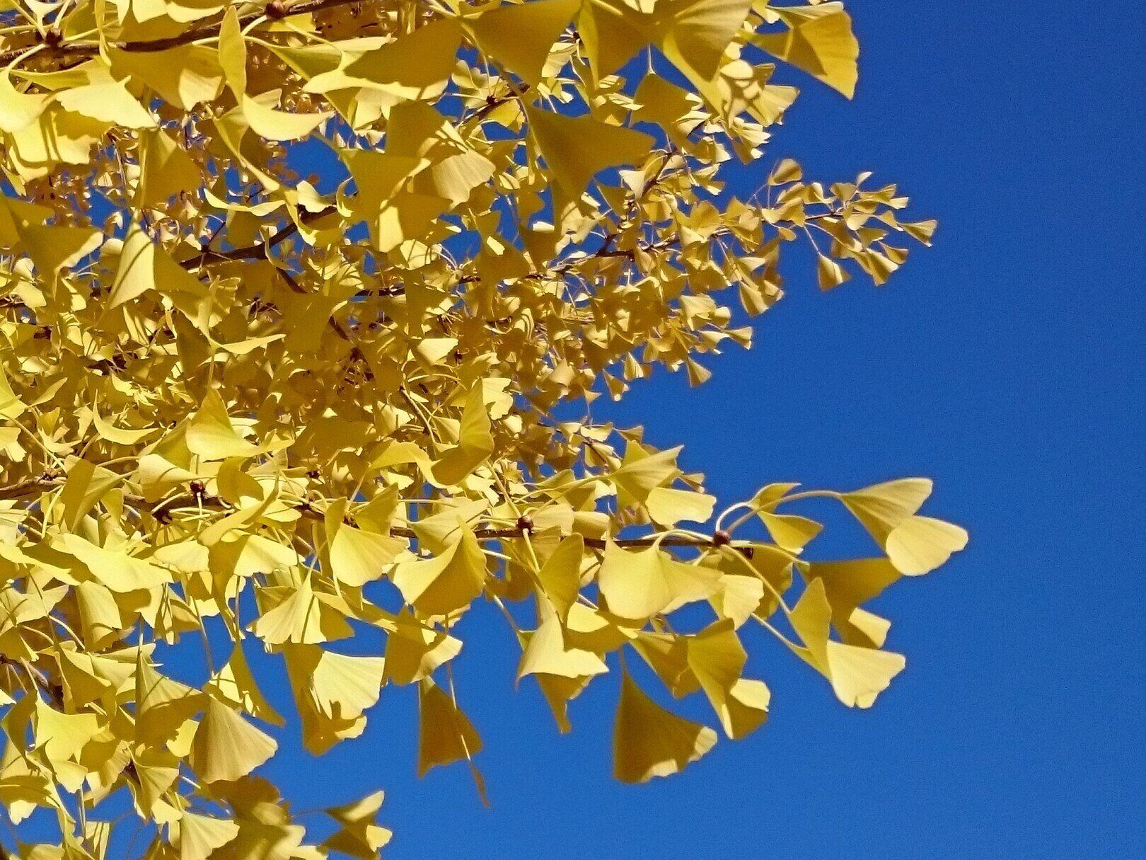黄色いイチョウの葉と青空