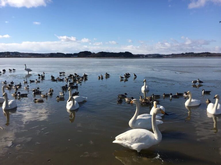 渡り鳥の到来は寒さの予兆!?身近な鳥が教えてくれることとは？気象予報士が解説