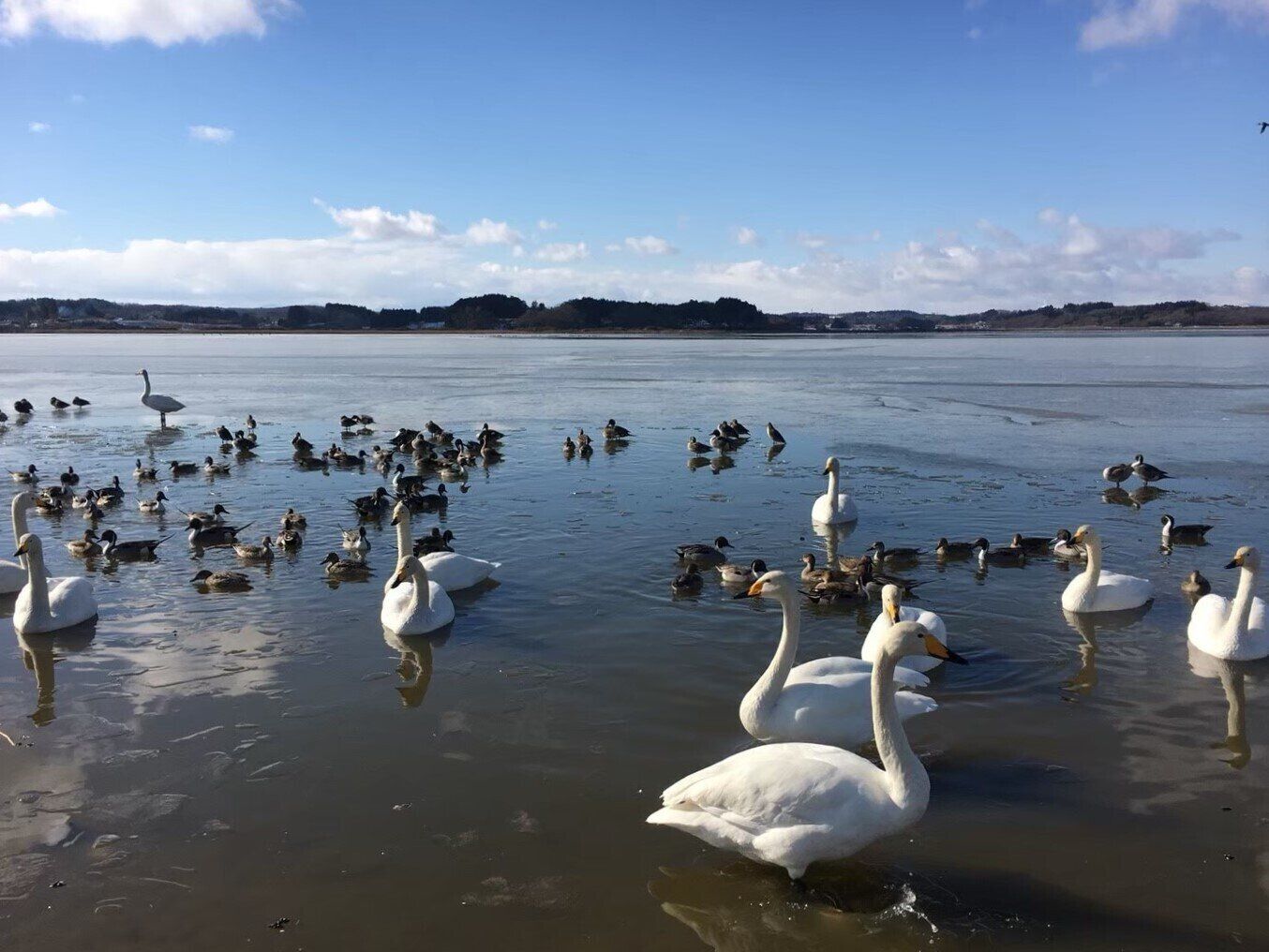 宮城県伊豆沼・内沼付近に飛来する白鳥