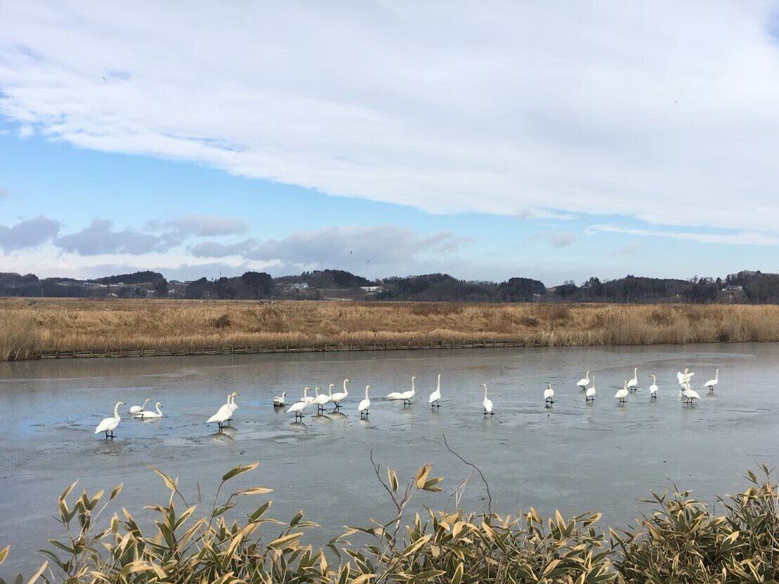 宮城県伊豆沼・内沼付近に飛来する白鳥