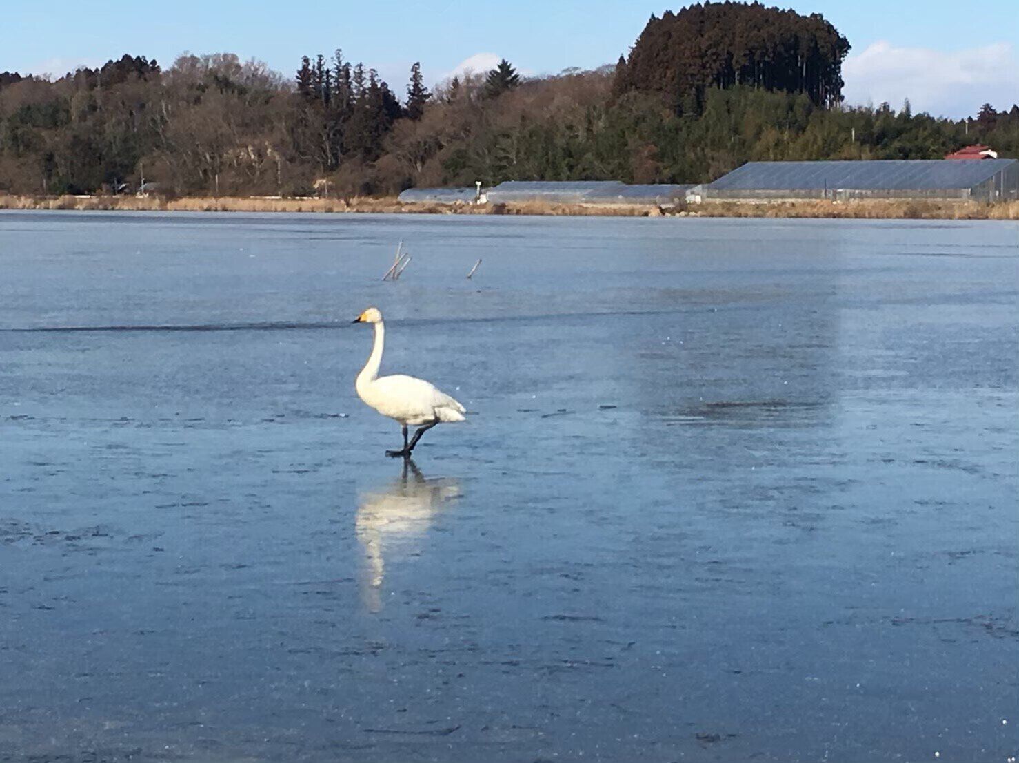 宮城県伊豆沼・内沼付近に飛来する白鳥