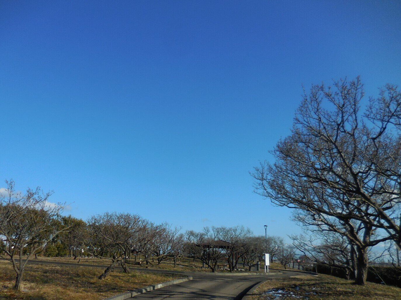 落葉した木々と冬の青空