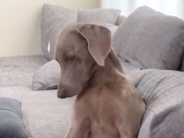 お散歩に行くために起こされたワンコ「なんでこんな早朝に」不満そうな表情が人間のようで笑っちゃう