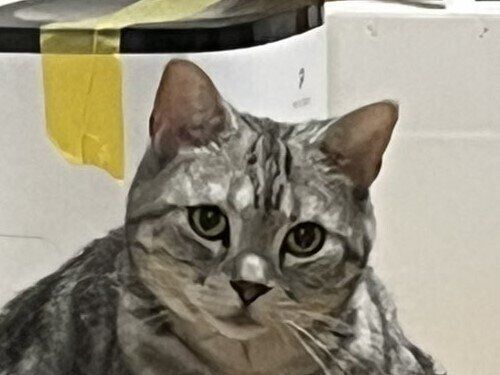 突然マッチョになった愛猫！飼い主も驚きの奇跡の一瞬を捉えた写真に3万件以上のいいね集まる