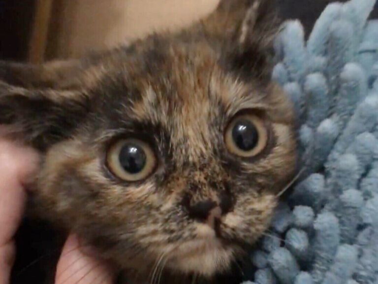 かわいすぎる子猫から貫禄あるおとな猫へ！3.1万人以上がいいねした驚きのビフォーアフター