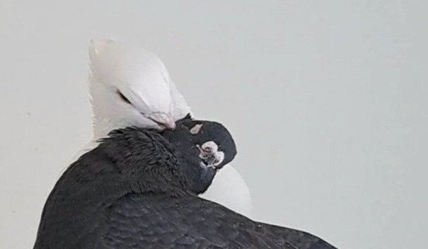 「まるで絵画のような構図」クリムトの「接吻」のように美しいわが家の鳩のしぐさを見て！