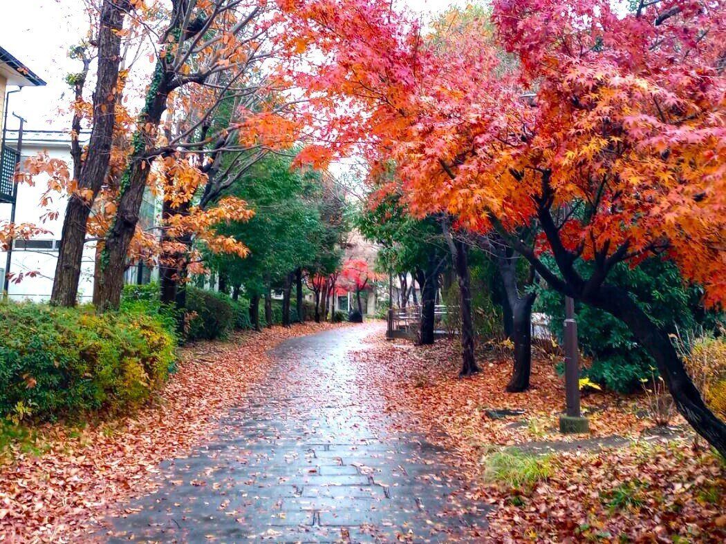 紅葉したモミジと雨の路面に落ち葉