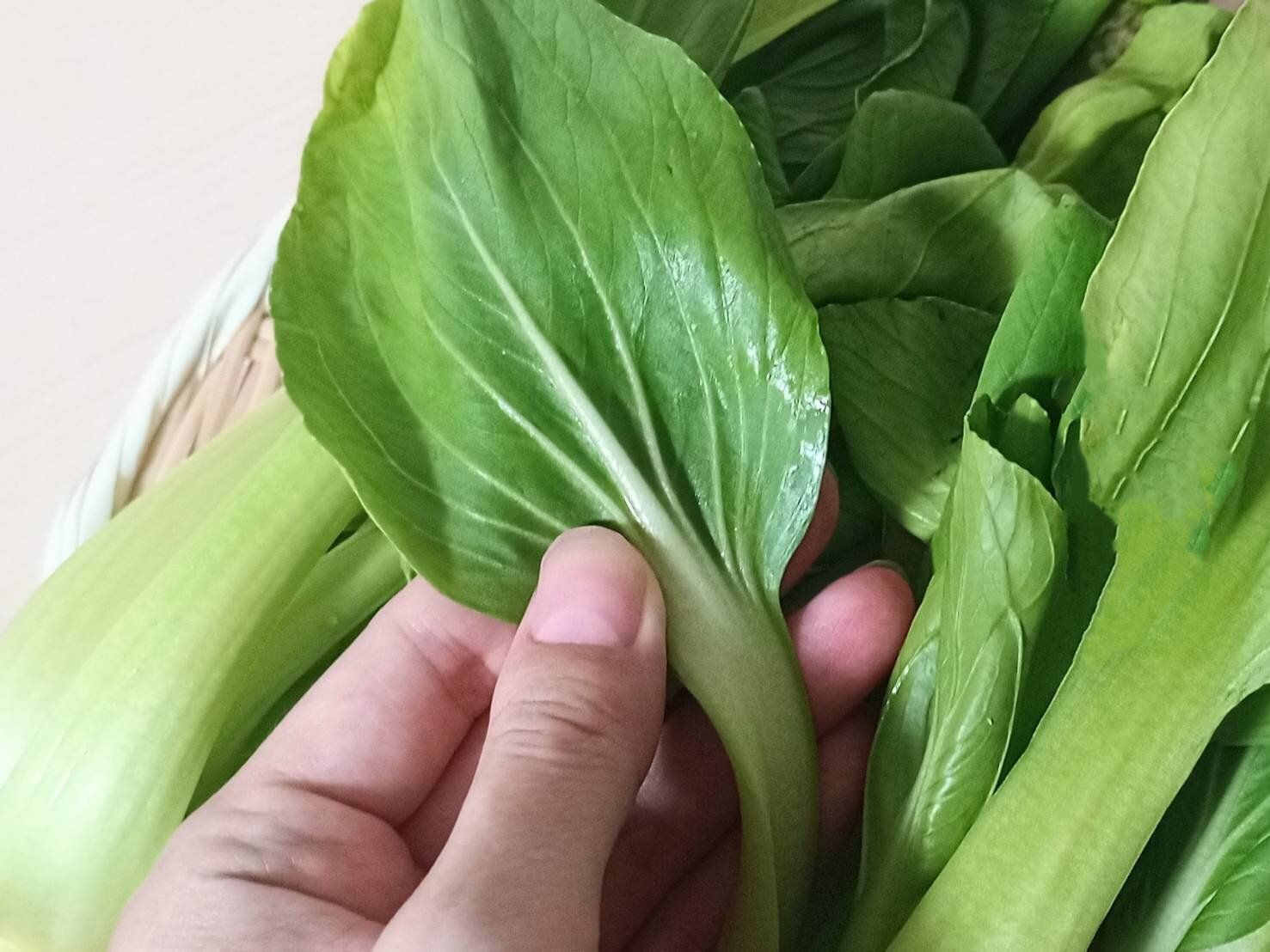 ちんげん菜の葉