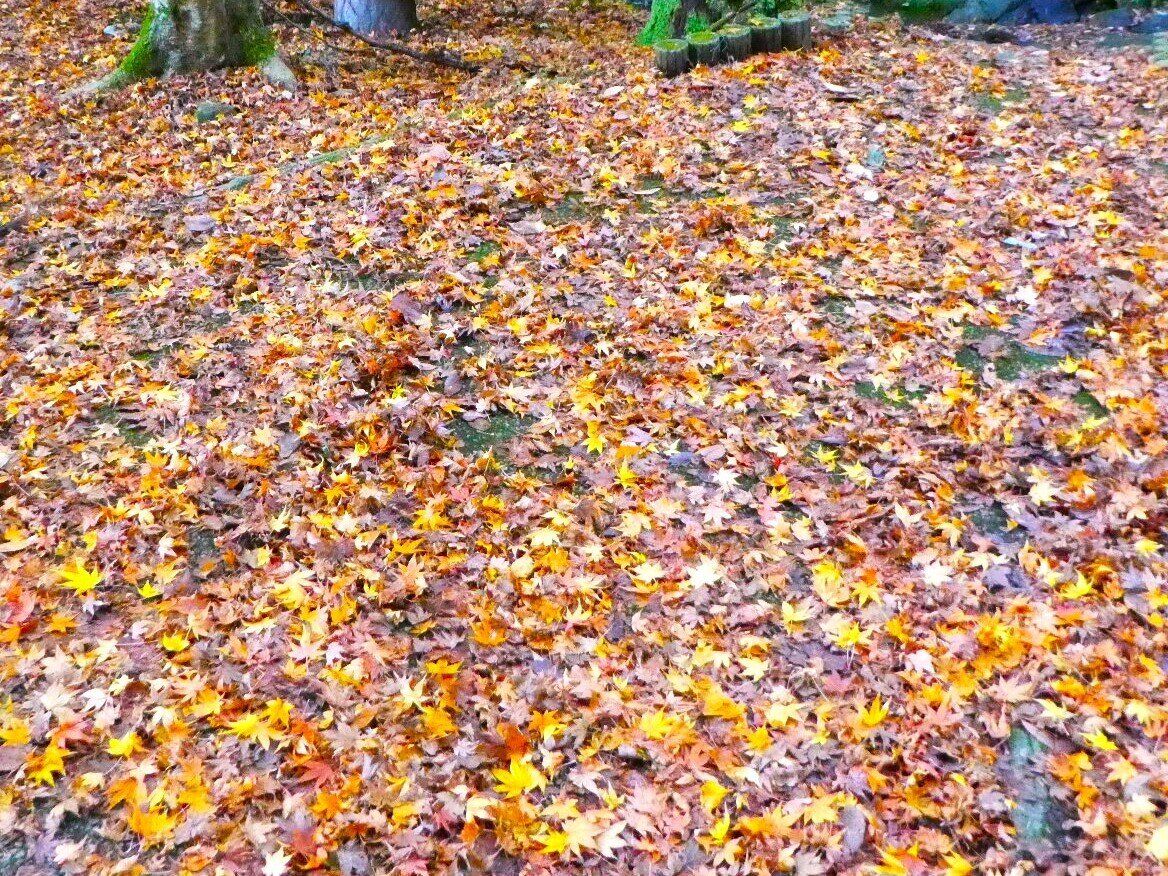 色とりどりの落ち葉
