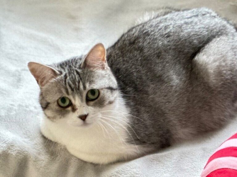 お掃除ロボットからお人形を守りたい猫。自分と一緒に避難させる姿がやさしすぎて12万件以上のいいね