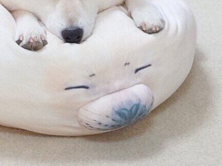 ふかふかに目がない柴犬。眠る姿がアザラシのクッションにそっくり！と16万件以上のいいね集まる