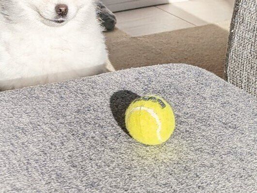 ボールをじっと見つめる犬「遊んでほしいの？」16万件以上のいいねを集めた健気な姿に注目