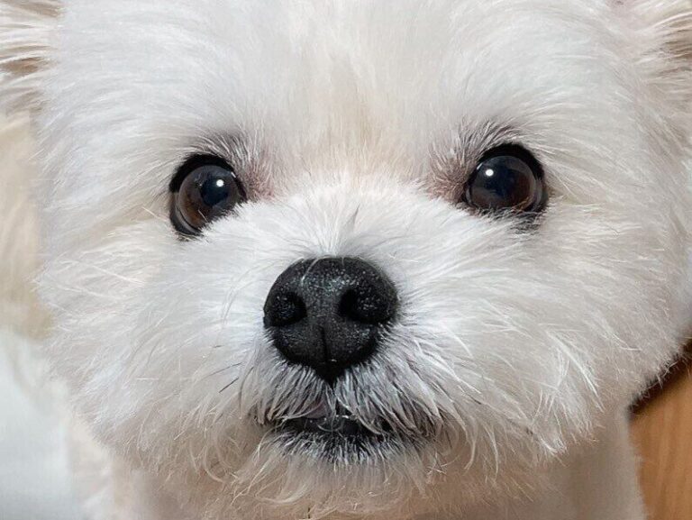 お願いを聞いてほしい犬の視線に3.8万人以上がメロメロ!?かわいすぎて何でも叶えてあげたくなる