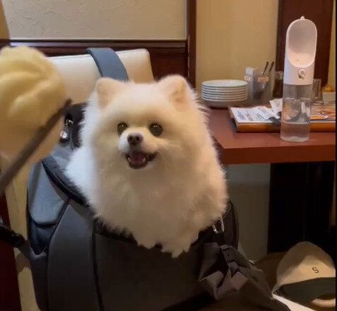 ゴハンもおやつも食べたのに！「かわいいすぎる」運ばれてきた飼い主さんの食事を見て、必死にチョウダイをする愛犬