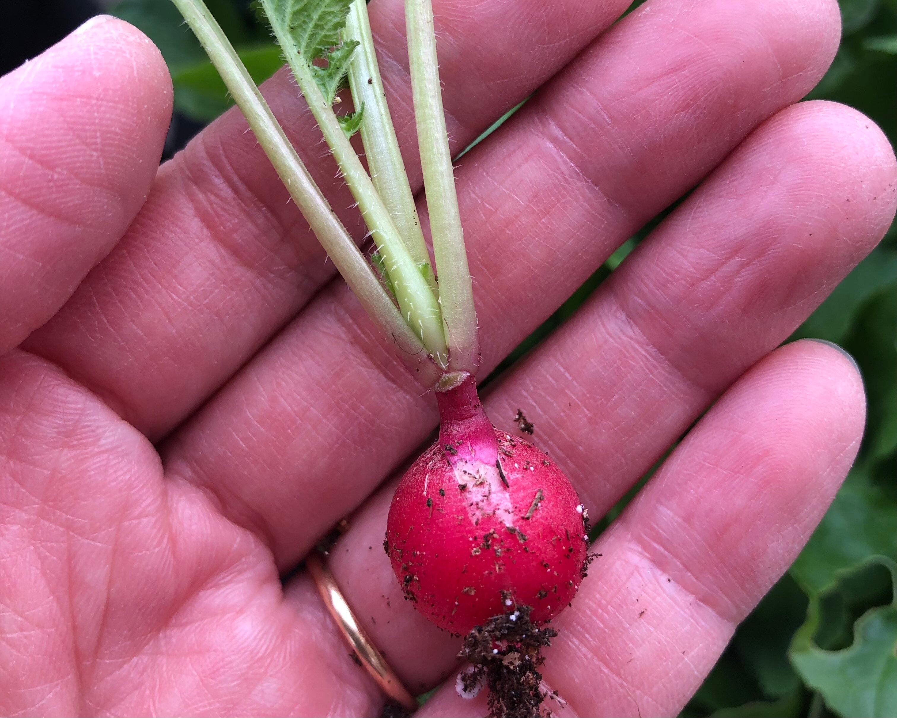 プランターで育てた野菜