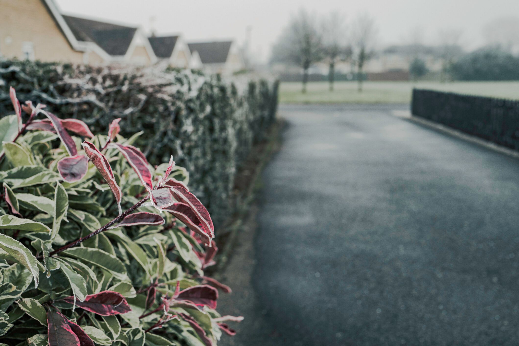 英国の新しく建てられた住宅団地の長い私道から見た霜の生け垣の浅い焦点。