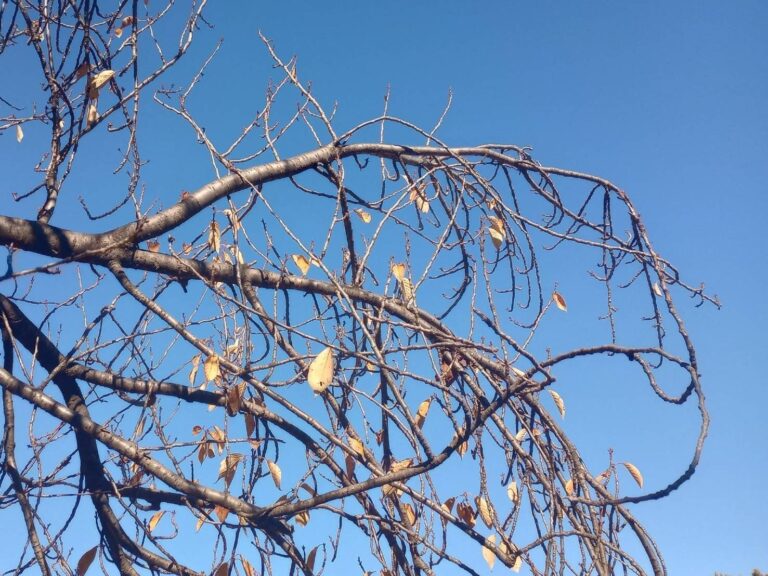 冬はなぜ乾燥する？ほかの季節との違いは??意外と奥が深い「乾燥」を気象予報士が解説！