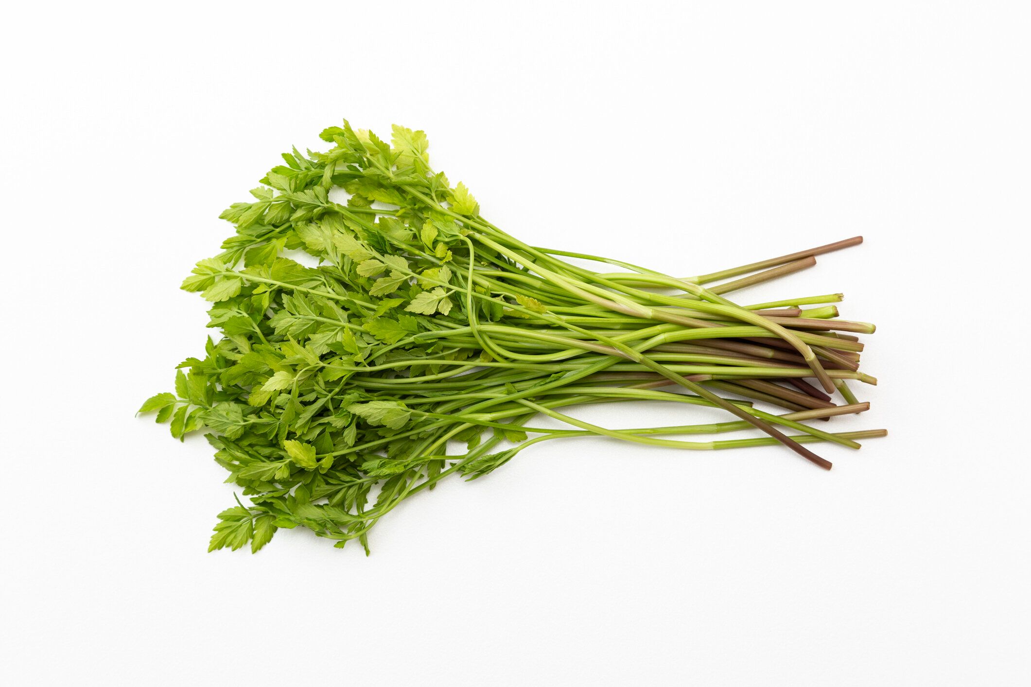 白い背景にセリ