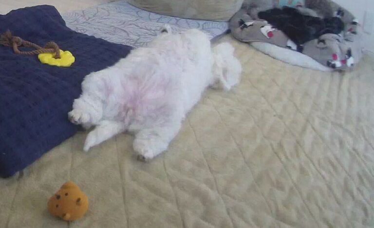 足にしがみつく愛犬と涙の別れ「すぐ帰るからね！」その5分後、監視カメラに映った姿に驚きを隠せない