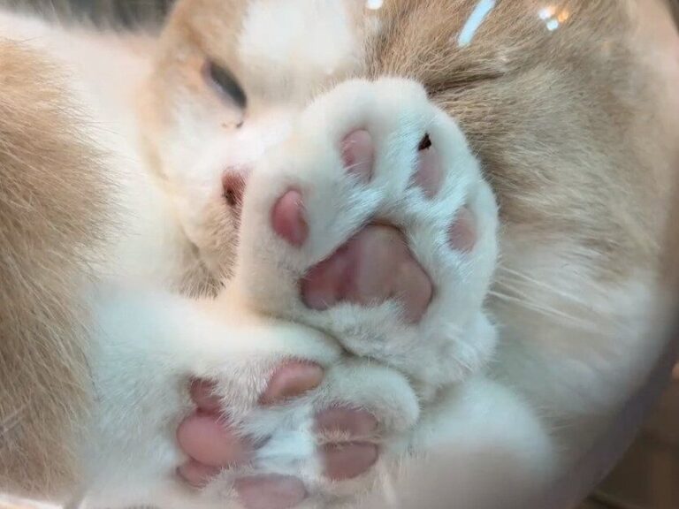 猫ちゃん入りの金魚鉢が並ぶキッチンが絶景すぎる！「まさに液体」なかわいい姿に10万以上のいいね