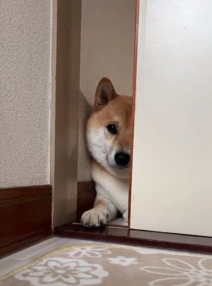 お散歩に誘われた柴犬「行きたくないけど置いていかれるのも嫌」とモジモジ悩む姿がかわいすぎる