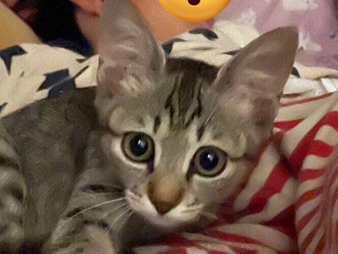 「もう少し寝かせてあげて」お願いされたら断れない!?長男の眠りを守る子猫がかわいすぎる