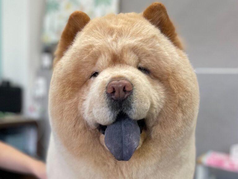 ニコニコでトリミング中のワンコ「預ける前は嫌がるのに」豹変ぶりは飼い主さんへの気遣いだった!?