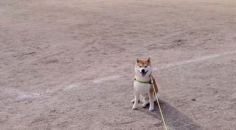 3匹のわんこに、まさかのトリプル散歩拒否される！飼い主が絶望と困惑する動画が話題に