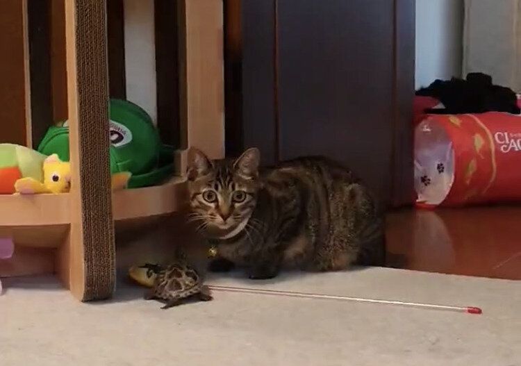 先行く猫を猛ダッシュで追いかける亀。その様子に「足速すぎる」「可愛い」の声