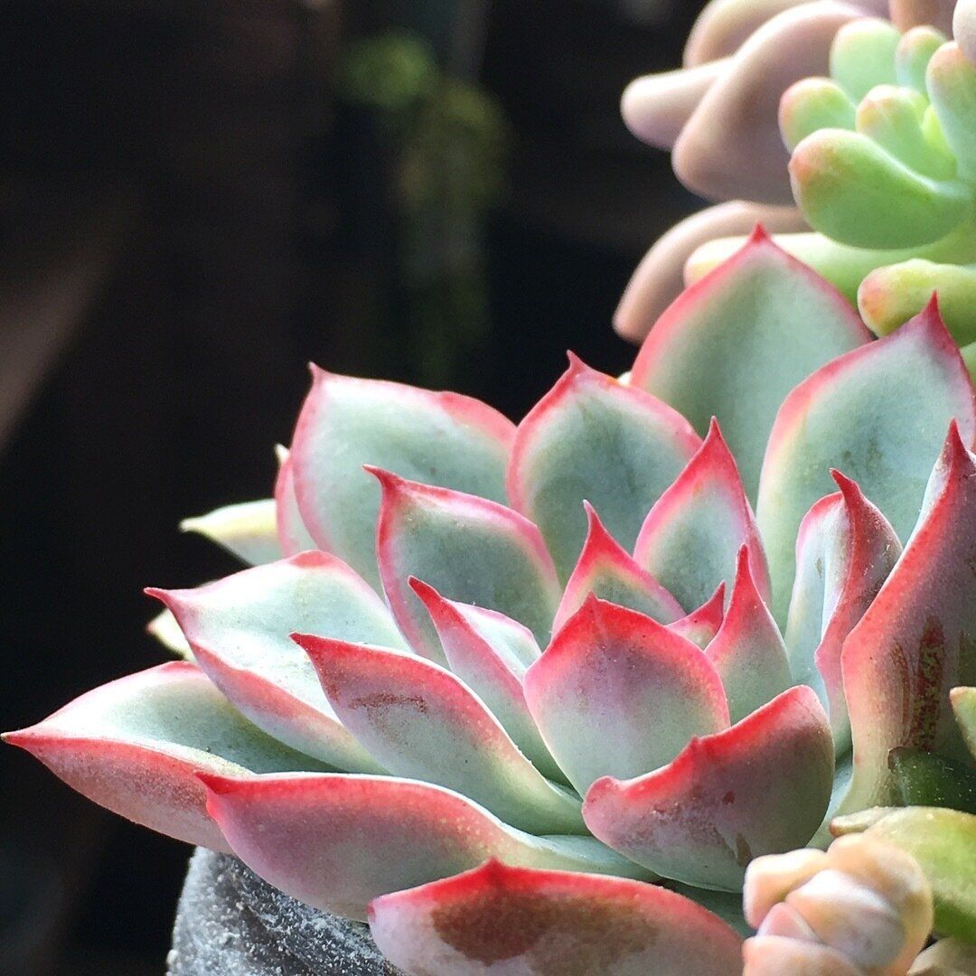 多肉植物 冬 紅葉