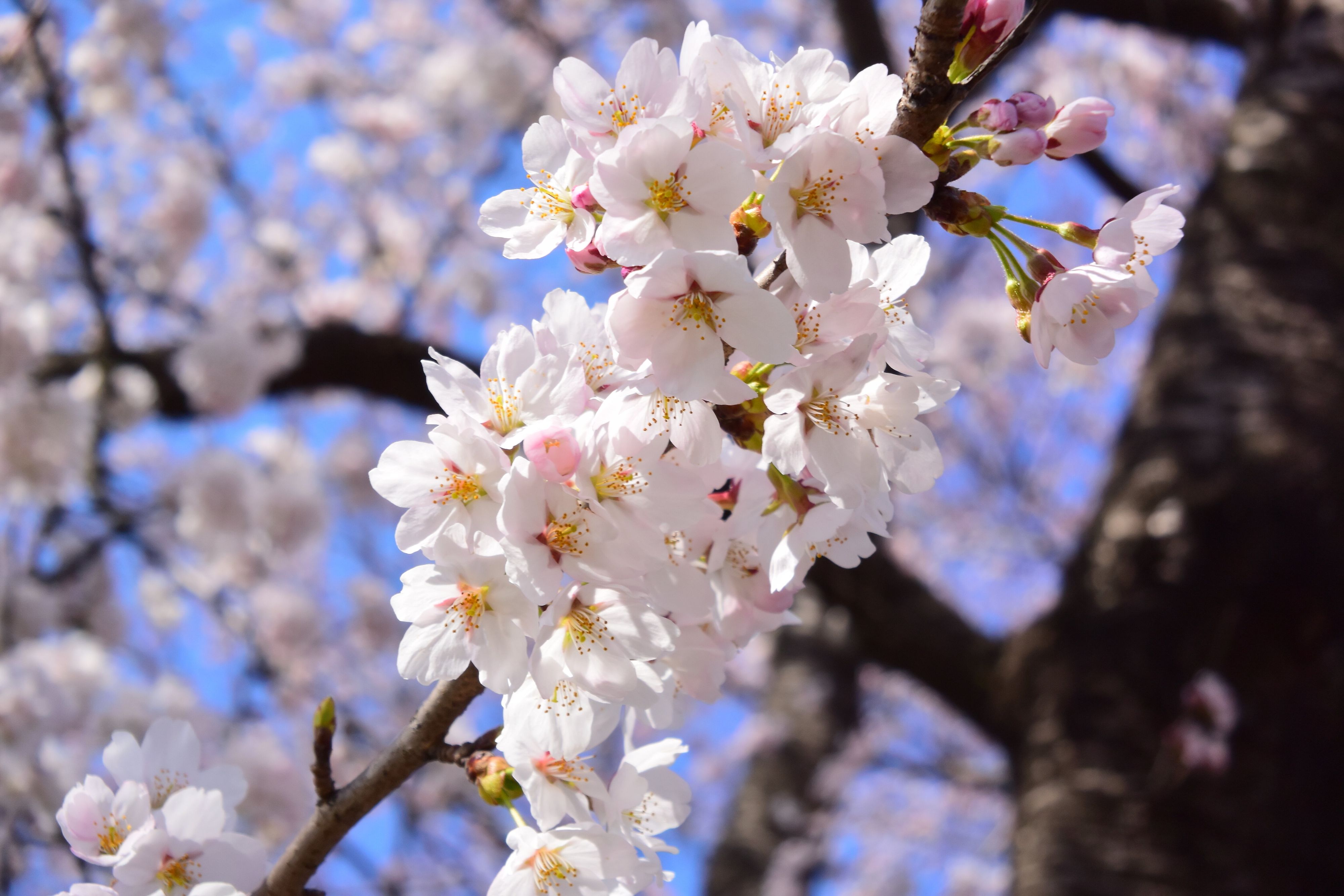 ソメイヨシノ満開
