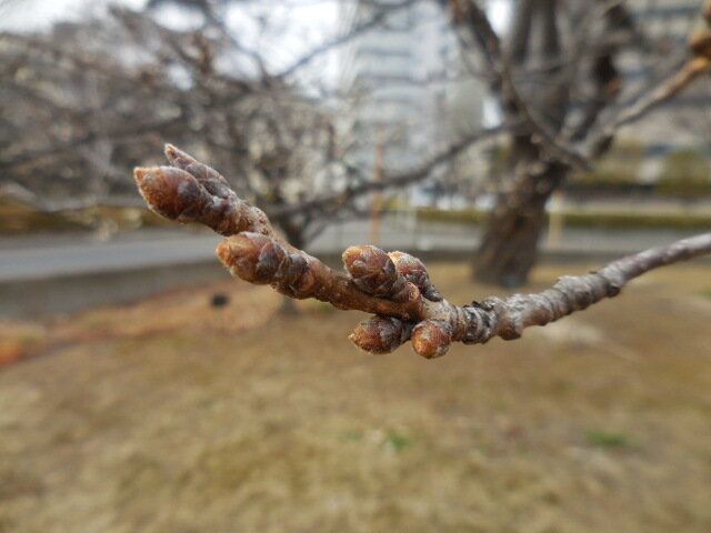 ソメイヨシノの冬芽