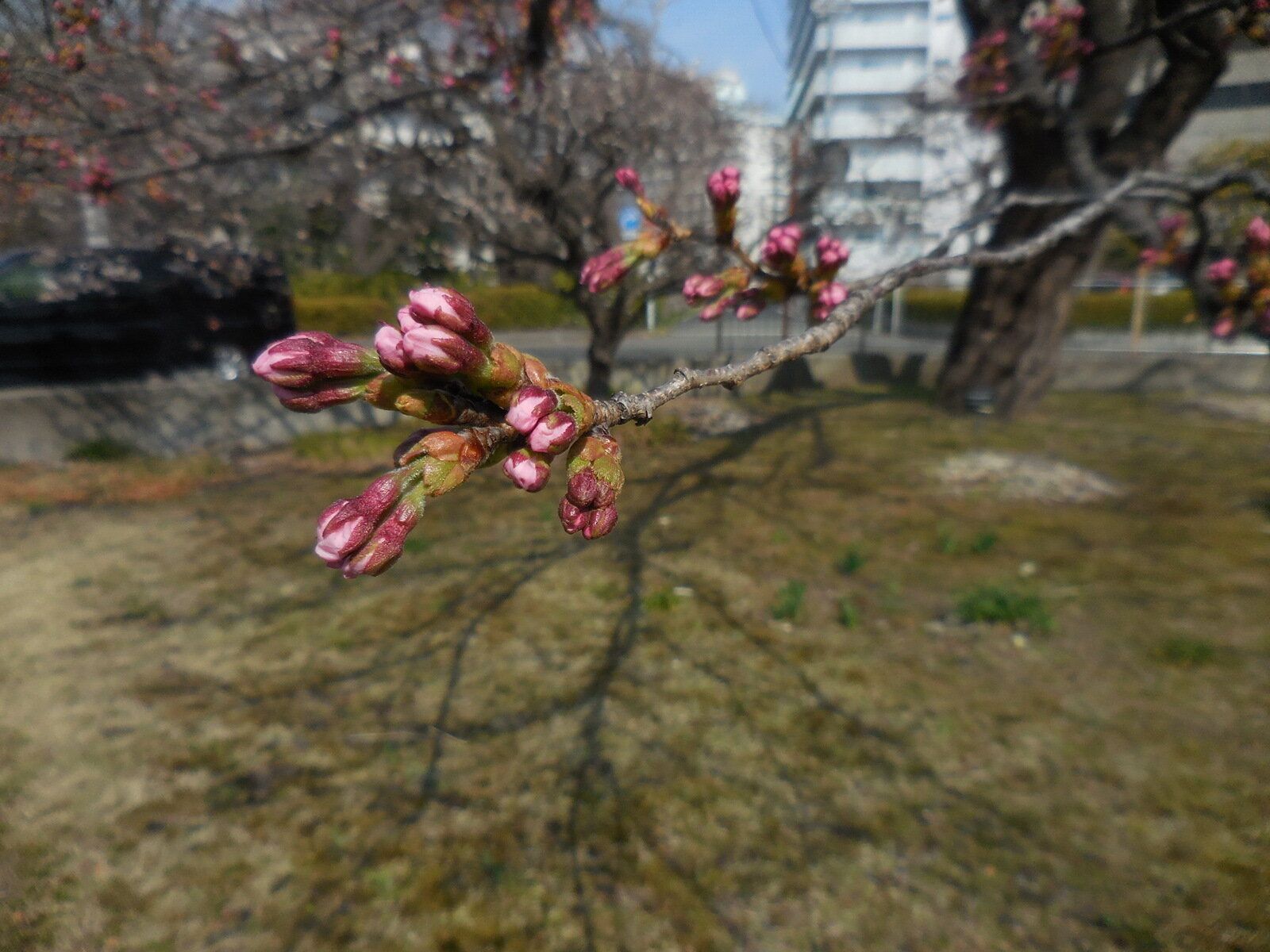 ソメイヨシノのつぼみ