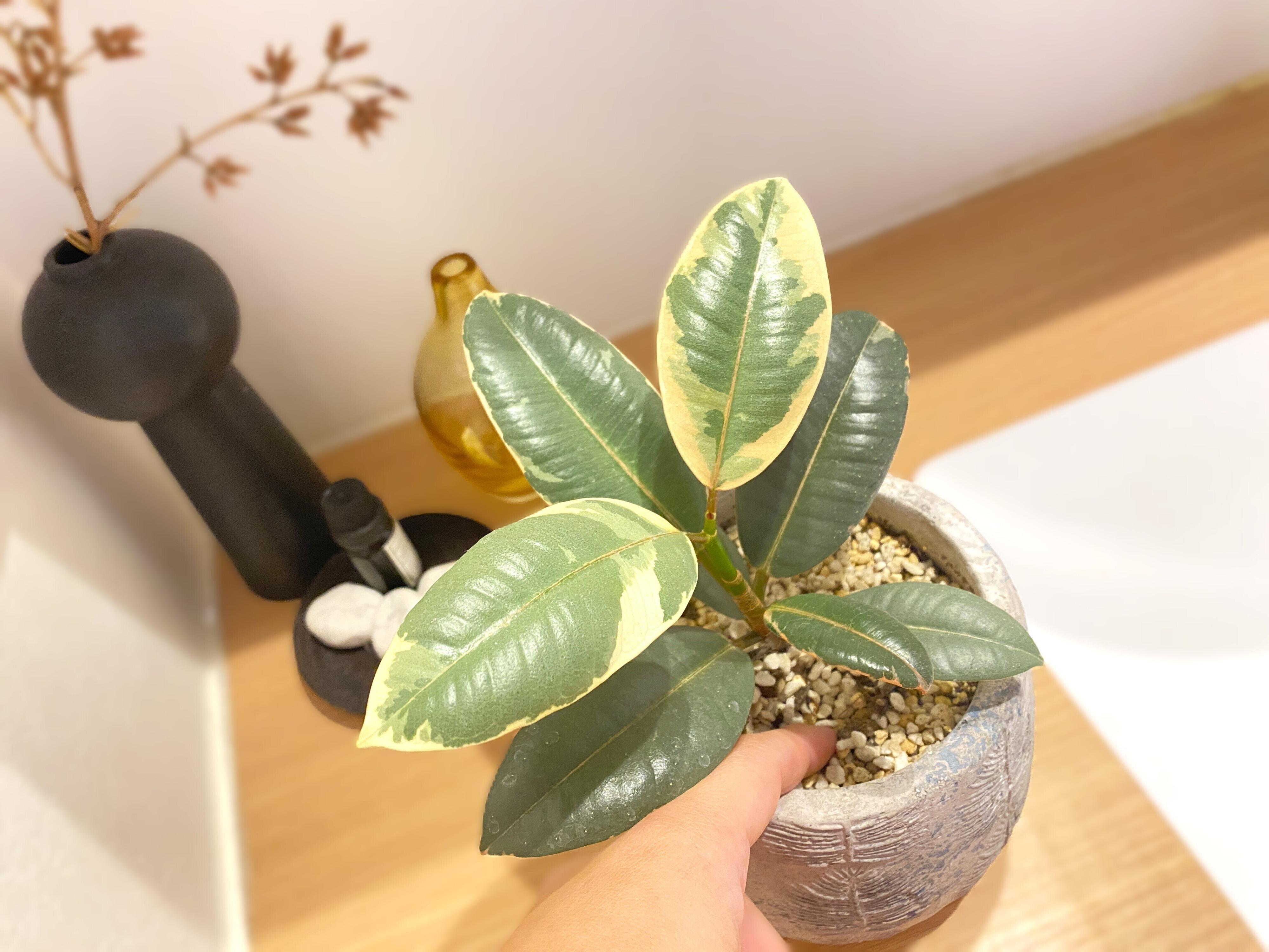 観葉植物枯らす人!NG行動