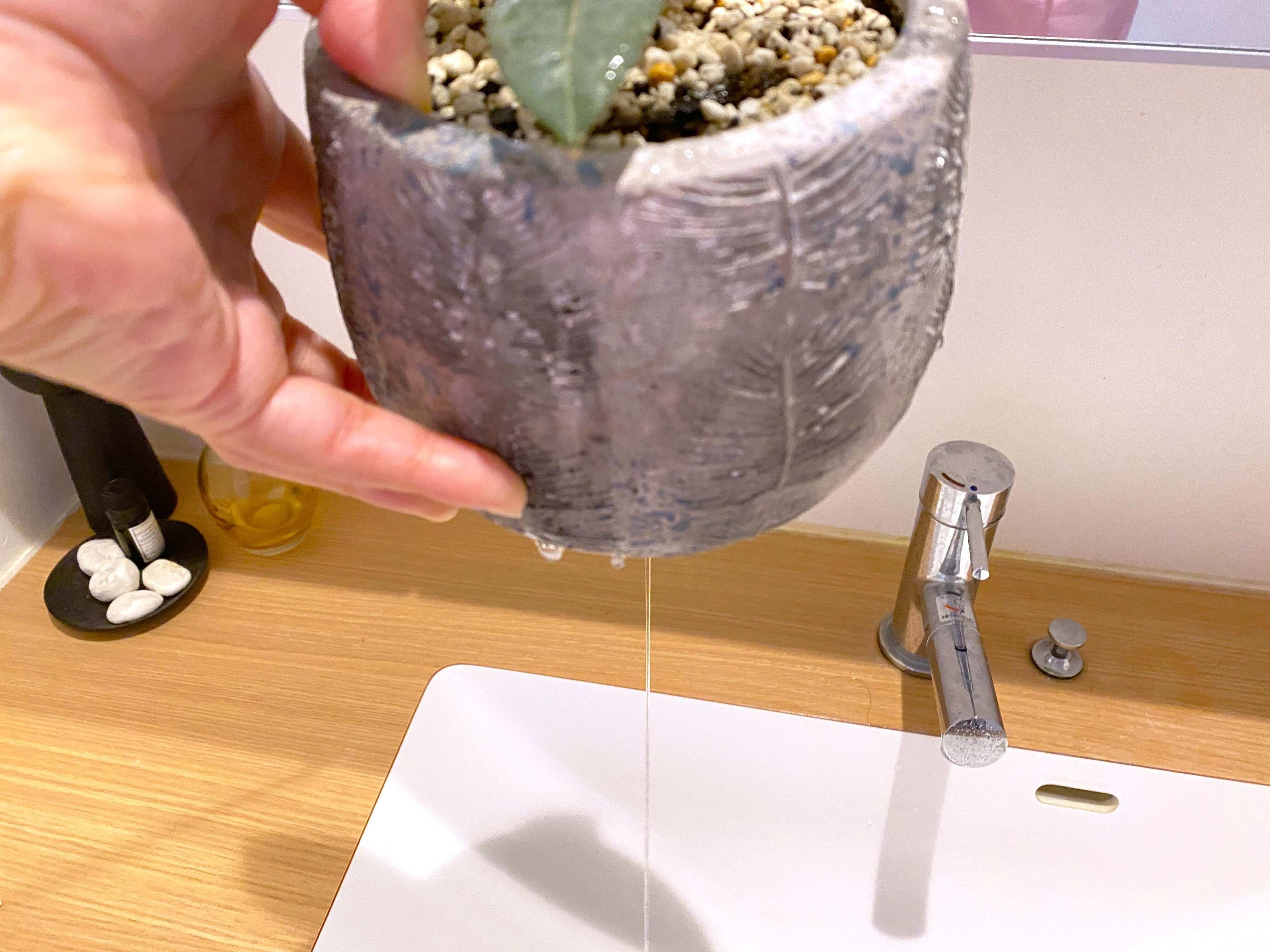 観葉植物枯らす人!NG行動