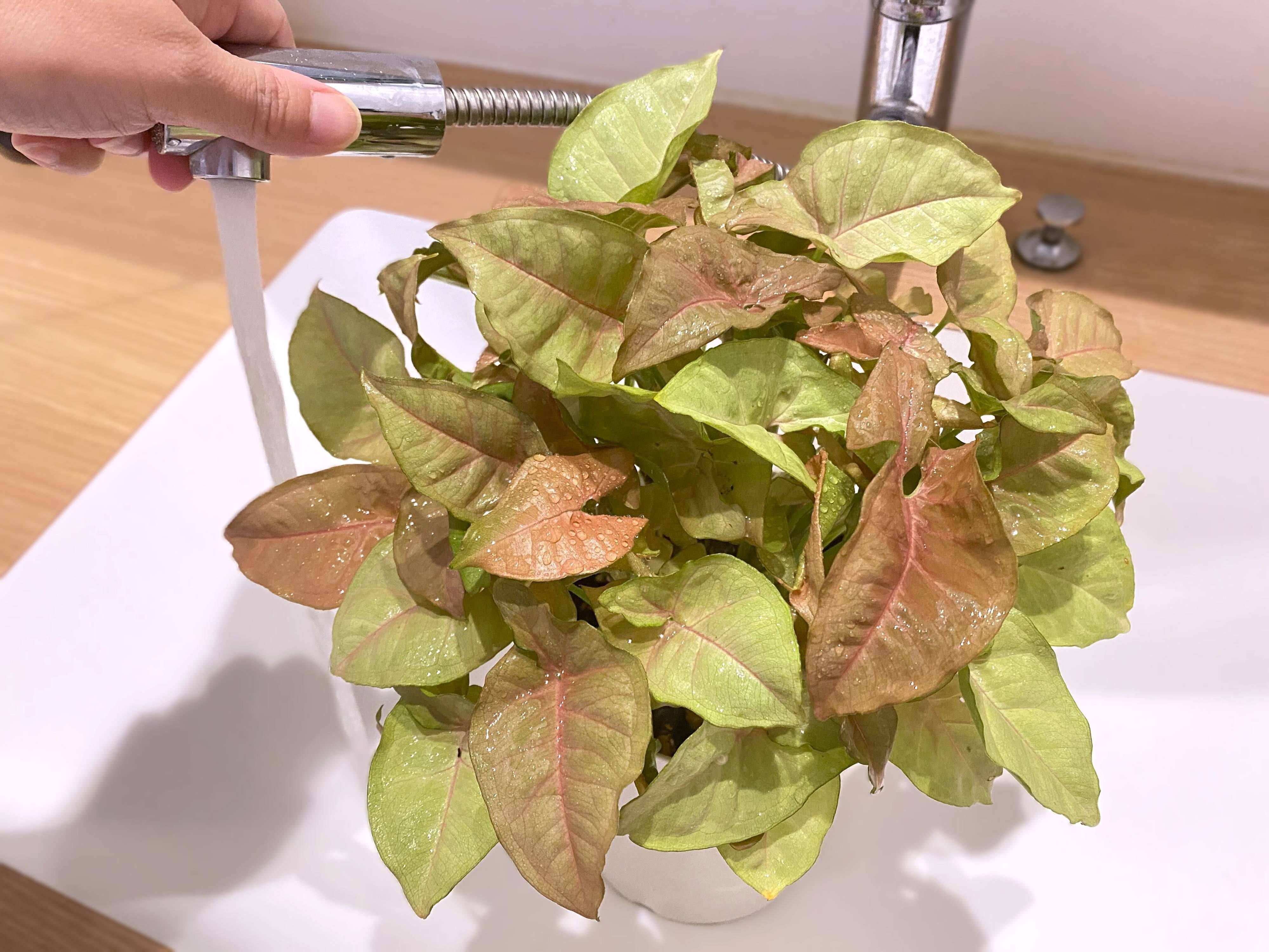 観葉植物枯らす人!NG行動