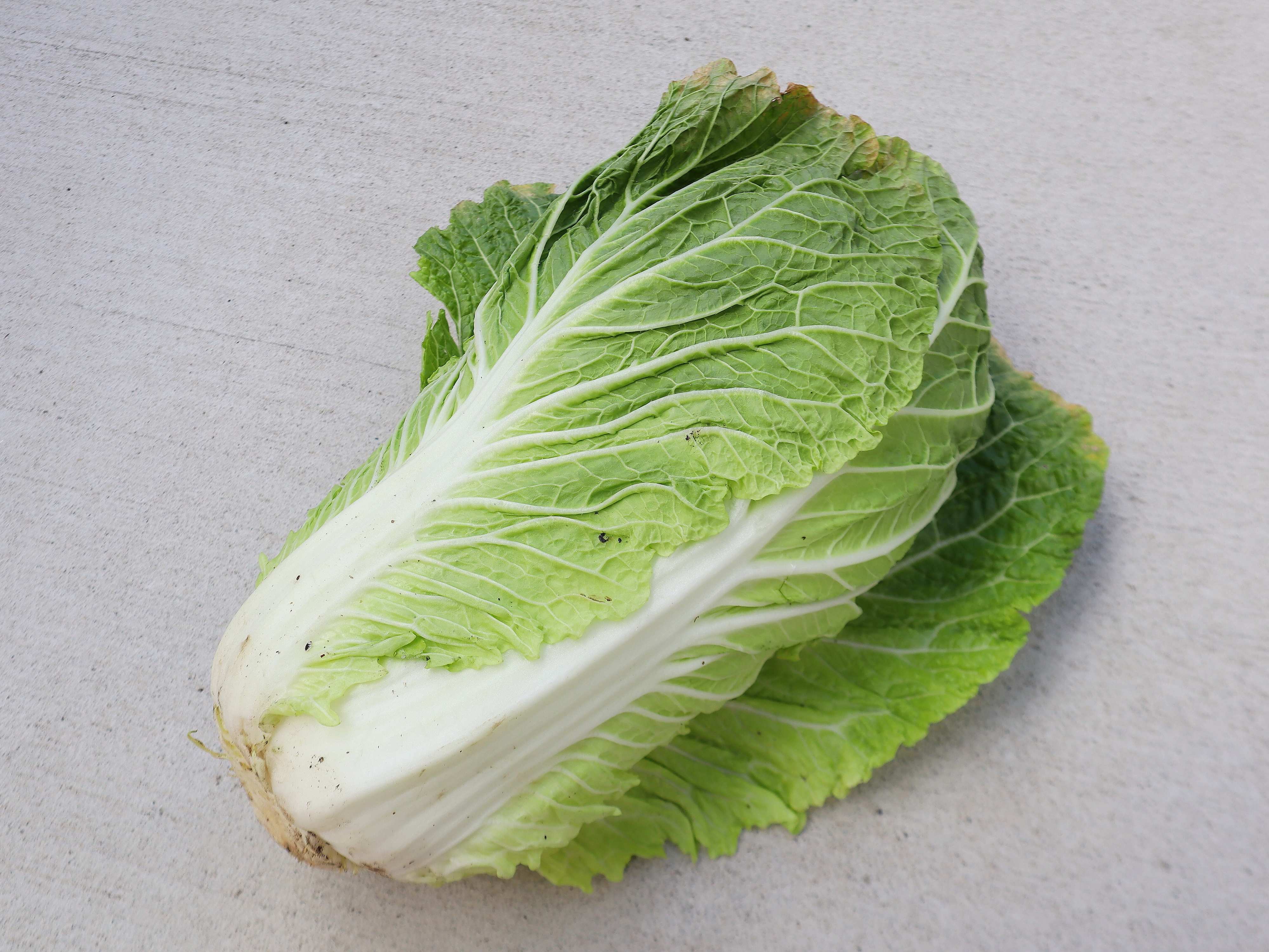 おいしい白菜の見分けかた（1玉）